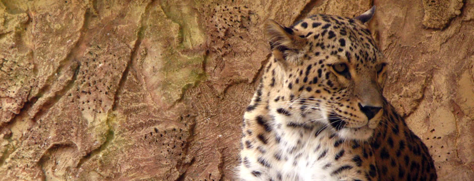 轰炸电话软件免费版在线轰炸